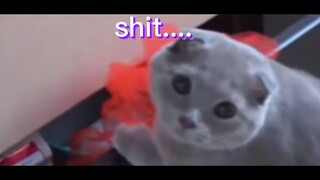 my cat stole my oranages