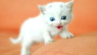 OMG So Cute Cats ♥ Best Funny Cat Videos 2021 #93