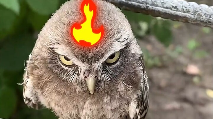 Meski bulu-bulu burung hantumu dicabuti habis, ada lima hal yang tetap tak akan ia beritahu kepadamu