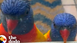 คู่รัก Lorikeet Rainbow รู้สึกอิจฉาเมื่อนกมาเยี่ยมผู้หญิงที่พวกเขาชื่นชอบ
