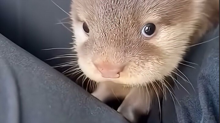 Berang-berang yang imut dan manja