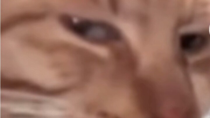 The number of likes for the kitten's post overseas reached 3 million. Just a few seconds to see what