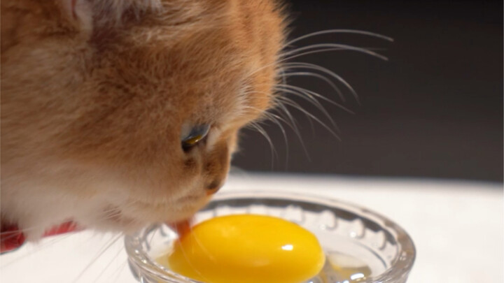 Cat turns into egg beater