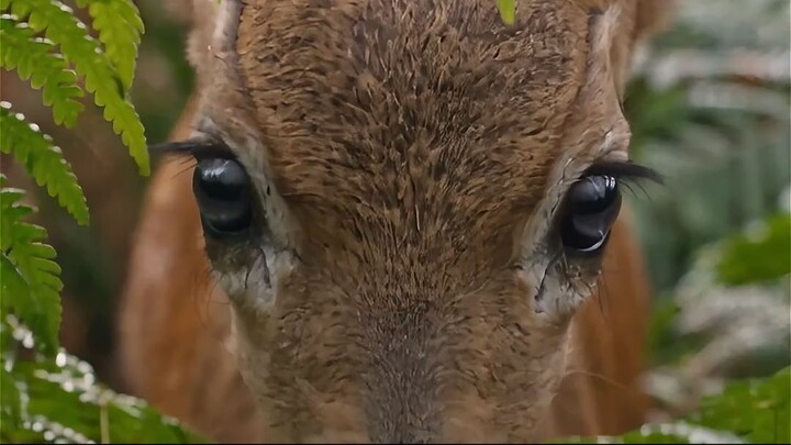 A BABY DEER RAN INTO A CAVE… BUT THE JAGUAR FOLLOWED! 😱🐆