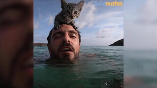 Gimana rasanya berenang sama kucing? Aku iri banget sama dia yang punya kucing kayak gitu.