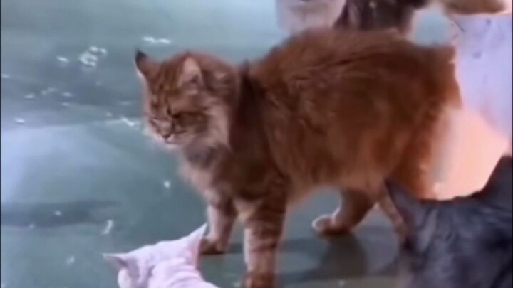 Kucing senior: Sudah cukup kok.