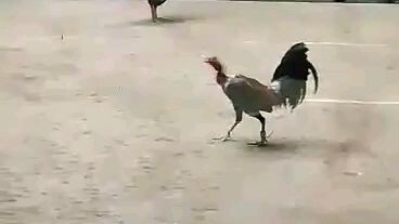 two times derby winner cobra.maclean hatch