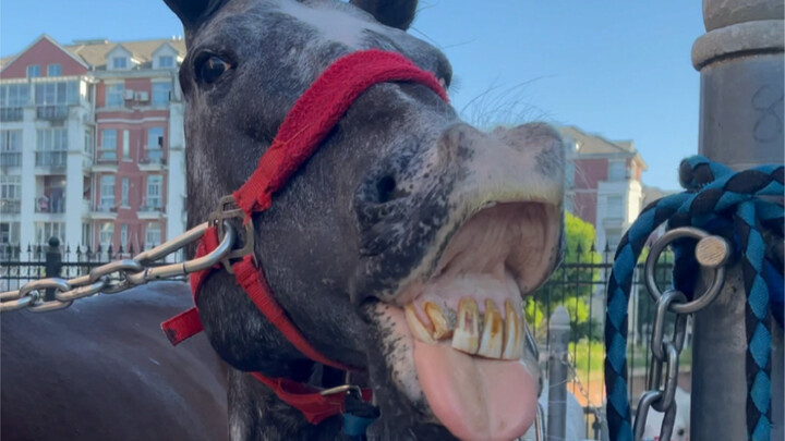 Lần đầu tiên chú ngựa ăn dưa Hami