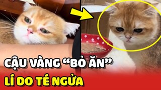 Cậu Vàng BỎ ĂN suốt 2 ngày và lí do TÉ NGỬA phía sau đó 😂 | Yêu Lu