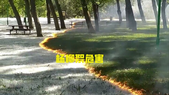 Absolutely do not use fire to ignite willow catkins—they’ll catch fire in just two seconds. Their bu