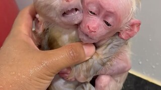 Baby monkey