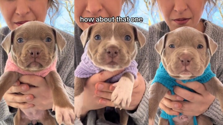 Hari ini rasanya sangat lelah? Pilih saja seekor anak anjing untuk menghiburmu 💖