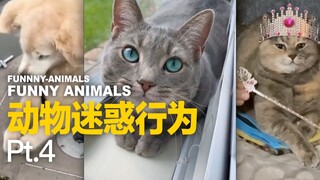 Hành vi khó hiểu của động vật Pt.4