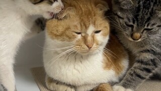 哈基宗日常