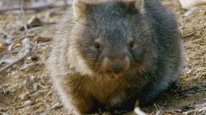 Nỗi sợ hãi xã hội Wombat 1: Giúp tôi tìm xem chân này bị sao