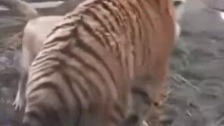 Hổ nghe lời chó mẹ nên hổ ngoan. Sư tử gây sự, tấn công hổ, sư tử xấu!!!