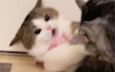 أي مستوى أنت! تجرؤ على استغلال أمي (تعرف على قاو تشيو تشيانغ في عالم القطط!)