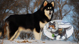 Is Alaska Malamute suitable for you?