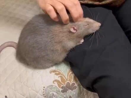 Can this kind of rat be kept as a pet?