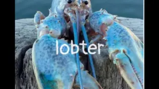 Lobster memes in 4k?