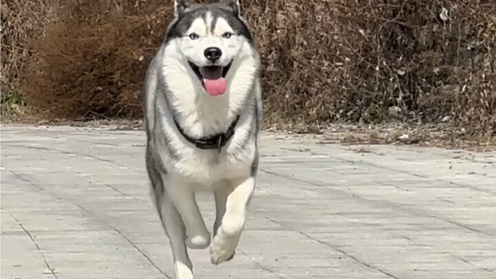 What does the dog do every day after returning to the village?