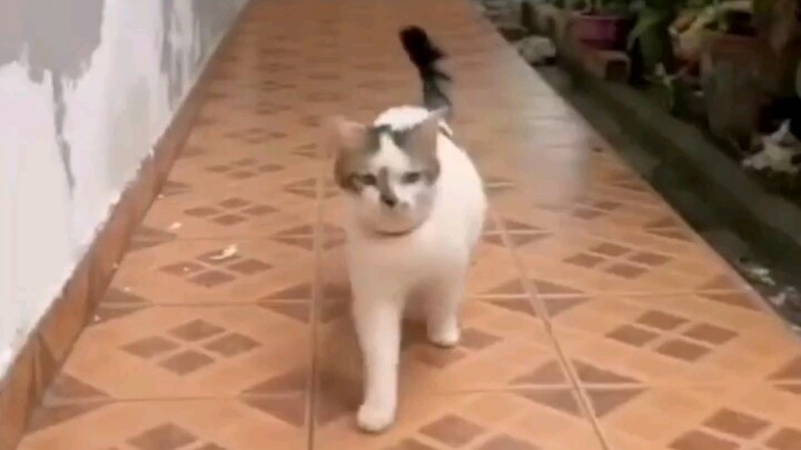 Người bắt chước dáng đi của Cao Khải Thịnh xuất sắc nhất toàn mạng đã lộ diện!