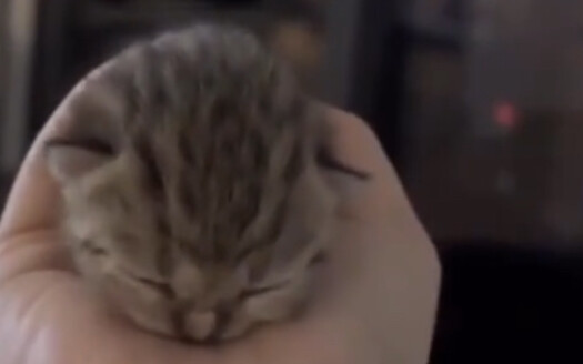 kucing bola