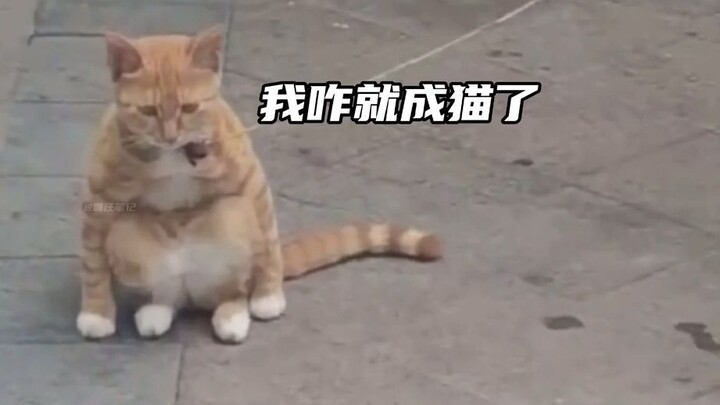 Apakah kucing-kucing ini lupa meminum sup Mengpo?