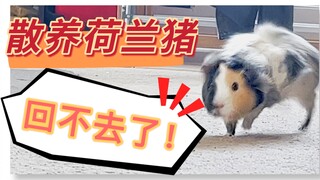 【散养荷兰猪】之后，我愿称之为 魔法！！！