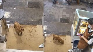 เจ้าตูบคาบกระเทียมเข้าร้าน แม่ค้าเข้าใจดีส่งตับวัวให้: มารยาททางสังคมนี่มันถูกมันจับได้จริงๆ