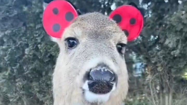 A foreign guy took over his family's deer farm, and the deer have changed dramatically since then
