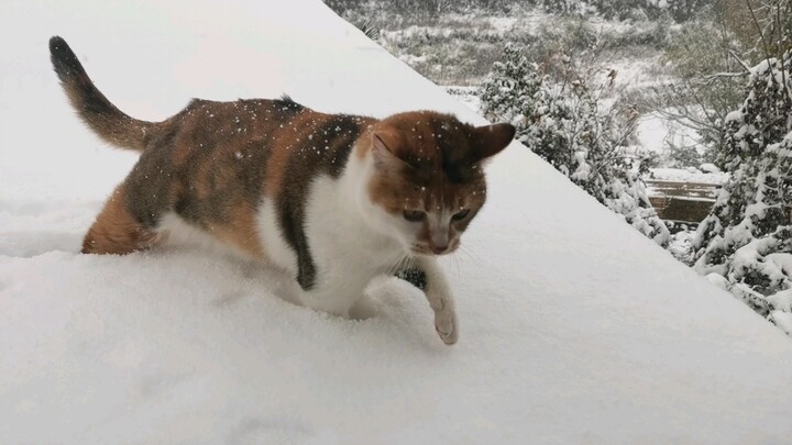 [Cats] Been Living In South And Now Sees Snow For The First Time