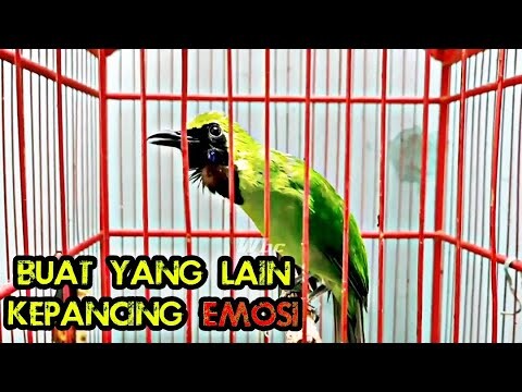 Pancingan Buat Cucak Ijo Emosi Dan Ikut Gacor