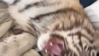 Hu Hu merebut bantalku 555