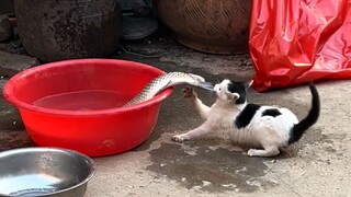 《Không thích ăn cá》