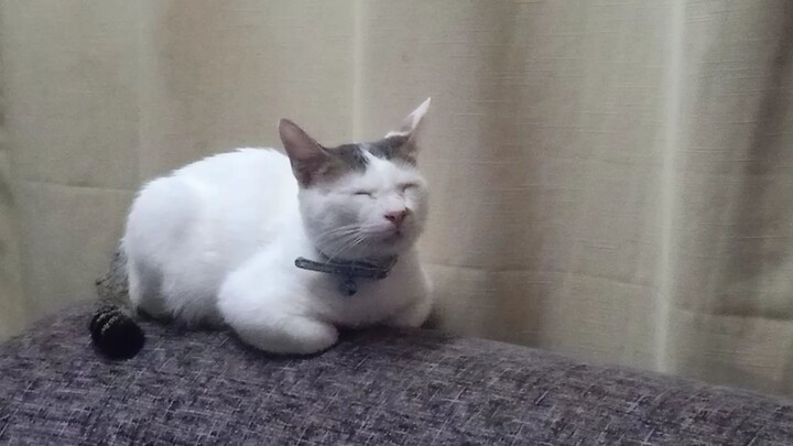 My cute cat is so only because his girlfriend left him.