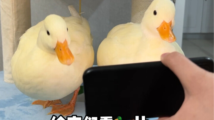 บันทึกการเร่งแต่งงานของเป็ดคอลลี่