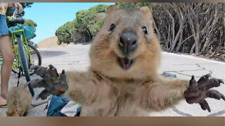 Quokka: Heartless, twice as happy!