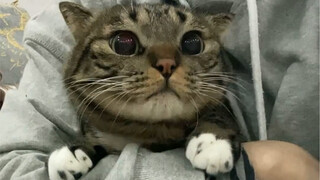 Horror Nursery Rhyme "Eat the Cat"