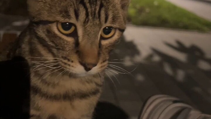 แมวนั่งอยู่กับฉัน แมวดีจัง