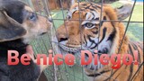 Tiger's reaction to puppy and kitten