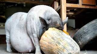 Tiap Hari Memakan Satu Labu, Labu Tak Cukup Lagi!