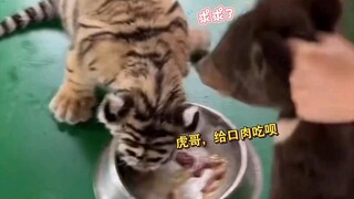 Beruang Kasaya: Kakak Harimau! Gigit sekali saja! Gigit sekali saja!