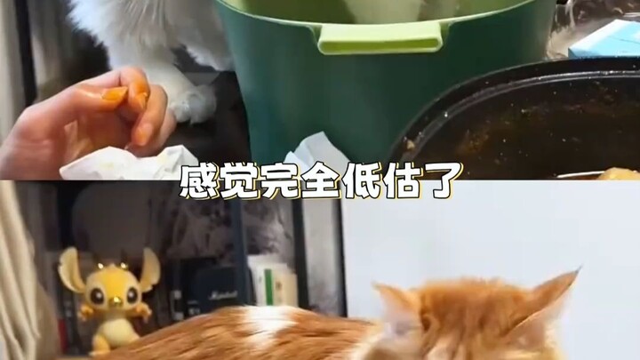Mèo con sớm muộn gì cũng sẽ thống trị thế giới