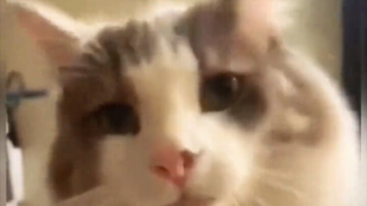 มีมแมวที่เหมาะกับร่างกายของผู้สูงอายุ