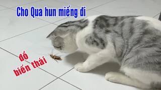 Anh Mèo sàm sở chị Gián || Bánh bao Tivi