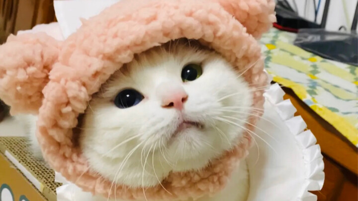 Ternyata AI ini berubah bentuk berdasarkan selera estetika kucing jantan?