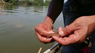 Fishing sea bass fish วิธีเสียบเหยื่อกุ้งตกปลากระพงจากคลองธรรมชาติ 【เสียบแบบนี้ได้มาแล้วตัวโต】