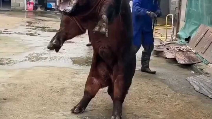 นี่มันหมูอะไรกัน
