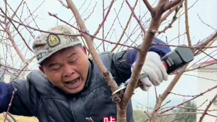 Di musim dingin, tanaman memasuki masa dormansi dan nutrisi kembali ke akar. Pemangkasan pada saat i